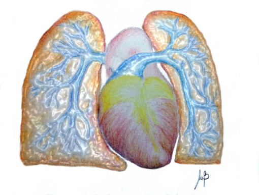Per ipertensione polmonare si intende una condizione cronica dovuta alla modificazione strutturale dei vasi sanguigni dei polmoni o ad altre malattie