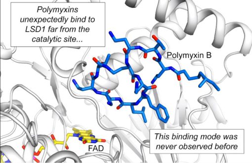 Gli antibiotici polimixina B e polimixina E sono in grado di inibire l’enzima demetilasi LSD1, coinvolto nella regolazione del destino cellulare e nell’insorgenza di tumori solidi e leucemia