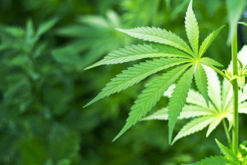 Nuova proposta di legge sul'uso della cannabis per uso terapeutico all'esame del Senato. Dal congresso SIGR: "La terapia con endocannabinoidi in malattie autoimmuni"